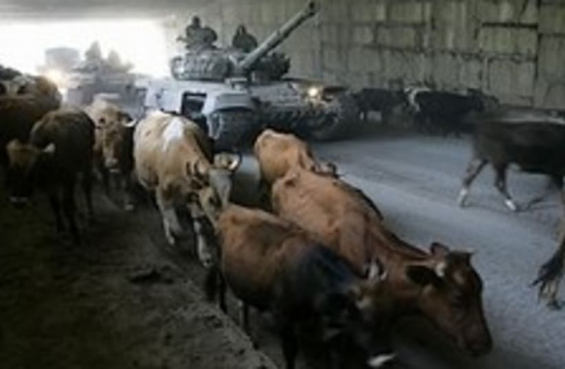 Russian tanks and cows 224.88 (photo credit: AP)