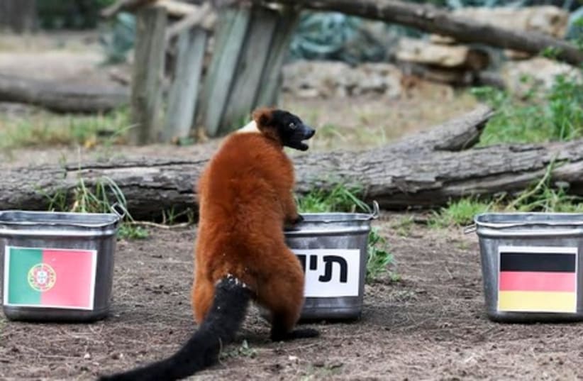 Max the lemur making World Cup predictions (photo credit: OZ MUALEM, YEDIOTH AHRONOT)