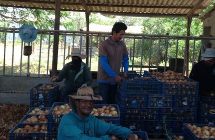 Thai farm workers packing onions in central Israel. (photo credit: NATHAN WISE)