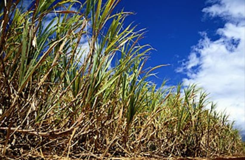 sugarcane (photo credit: Courtesy)