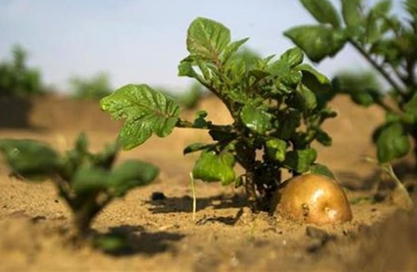 A potato grows in a field irrigated by recycled waste water in Kibbutz Magen in southern Israel. (photo credit: REUTERS)