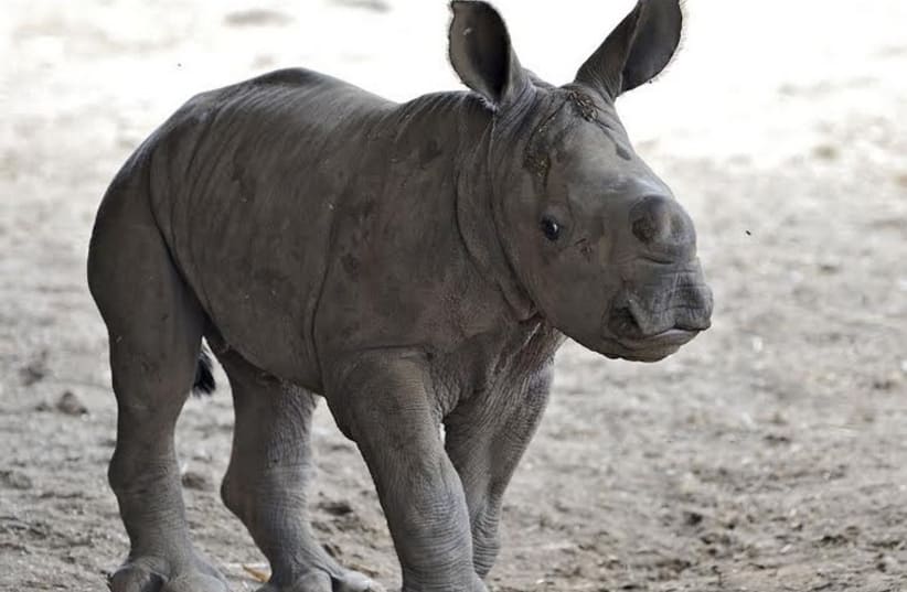 The baby female rhinoceros at the Ramat Gan Safari. (photo credit: TIBOR JAGER)