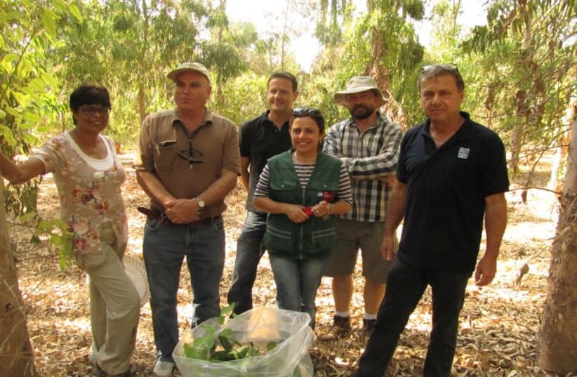 KKL-JNF Helps Chile Deal with the Gall Wasp Pest 758x530 (photo credit: KKL-JNF)