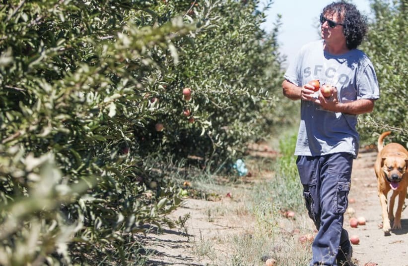 Ein Zivan's apple orchard manager Alex Kodish. (photo credit: DROR ARTZI/JINI)