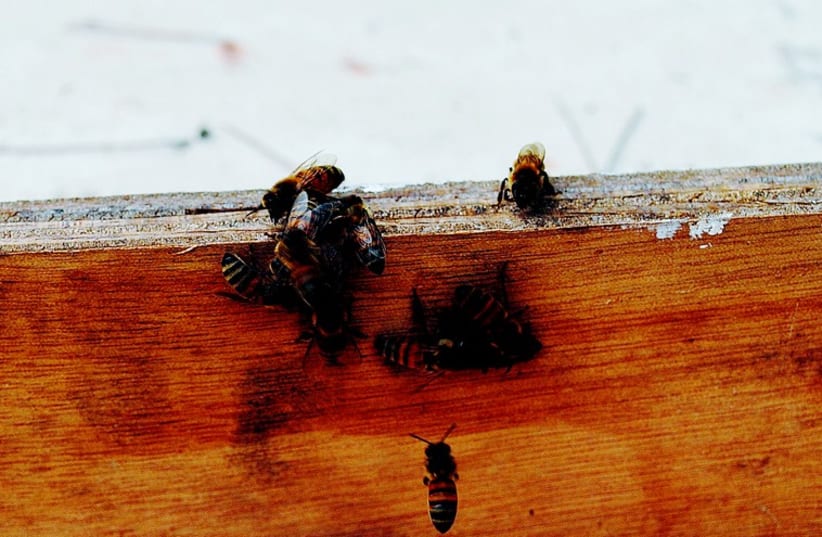 La mort des abeilles a de graves conséquences sur notre approvisionnement alimentaire à long terme.  (photo credit: MIRIAM KRESH)