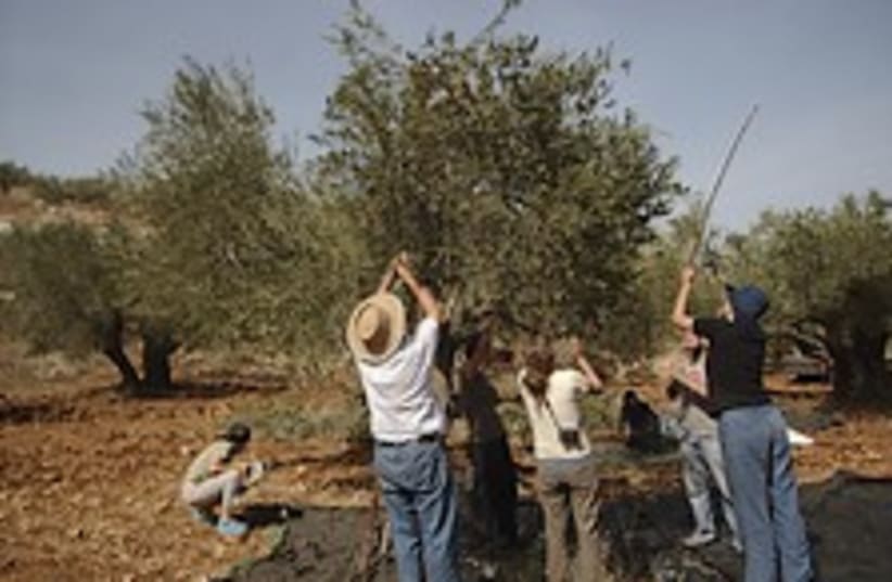 olive harvesting in w bank 224.88 (photo credit: AP [file])