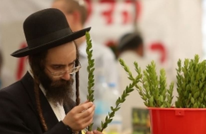 Succot preparations of etrogim and branches for a lulav. (photo credit: MARC ISRAEL SELLEM/THE JERUSALEM POST)