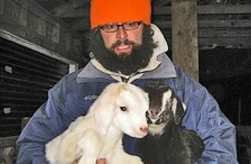Aitan Mizrahi and his goats 224.88 (photo credit: JTA)