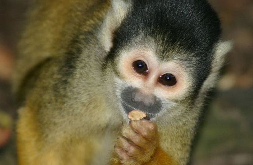Squirrel monkey (photo credit: Wikimedia Commons)