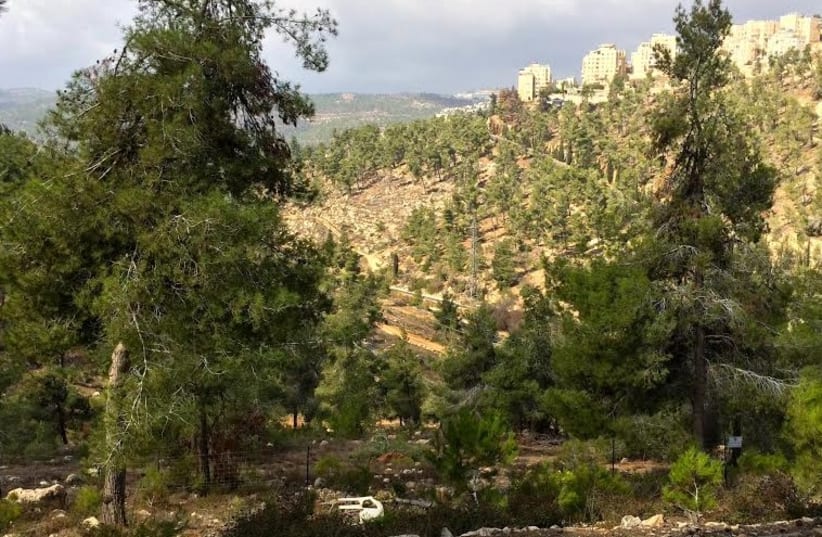 View of the Jerusalem forest (photo credit: SHARON UDASIN)