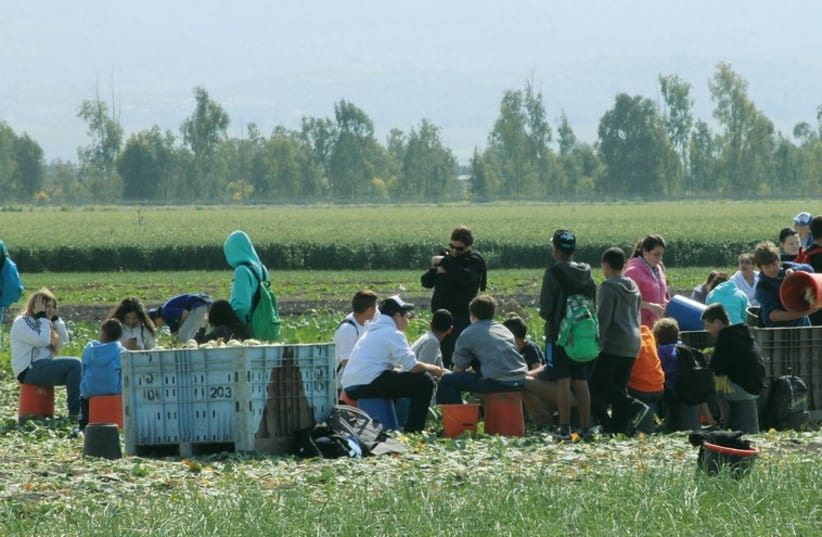 VOLUNTEERS GATHER in a field to harvest food for Leket Israel to distribute to the needy (photo credit: LEKET ISRAEL)