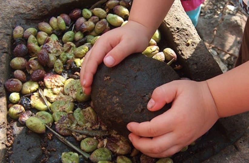 Olives are smashed with a rock during a children’s olive-pressing workshop. (photo credit: SOPHIE MEKULADA)