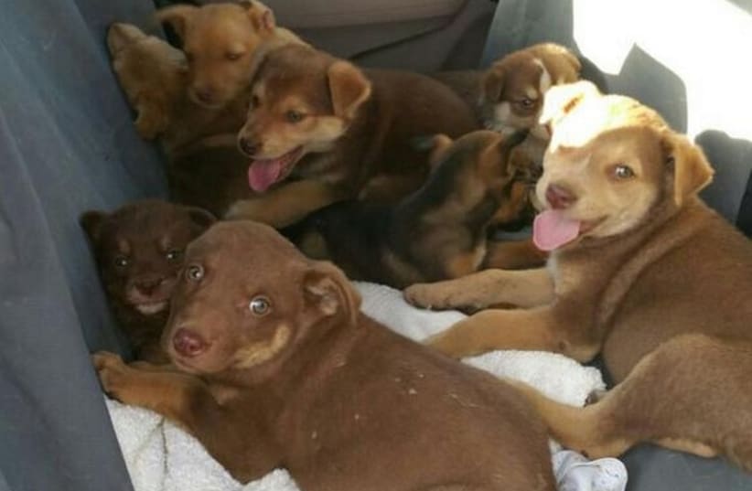 Puppies confiscated by police (photo credit: POLICE SPOKESPERSON'S UNIT)
