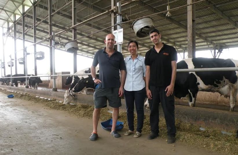 Gonen Harel, Tran Thi Bich Nguyen and Dagan Sadrin with dairy cows  (photo credit: SHARON UDASIN)