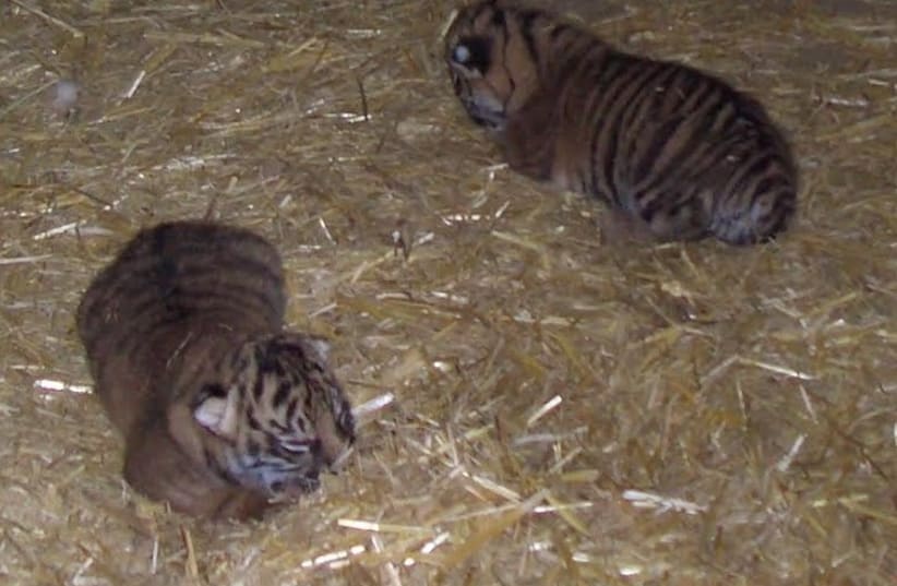 The two tiger cubs eaten by their mother. (photo credit: Courtesy)