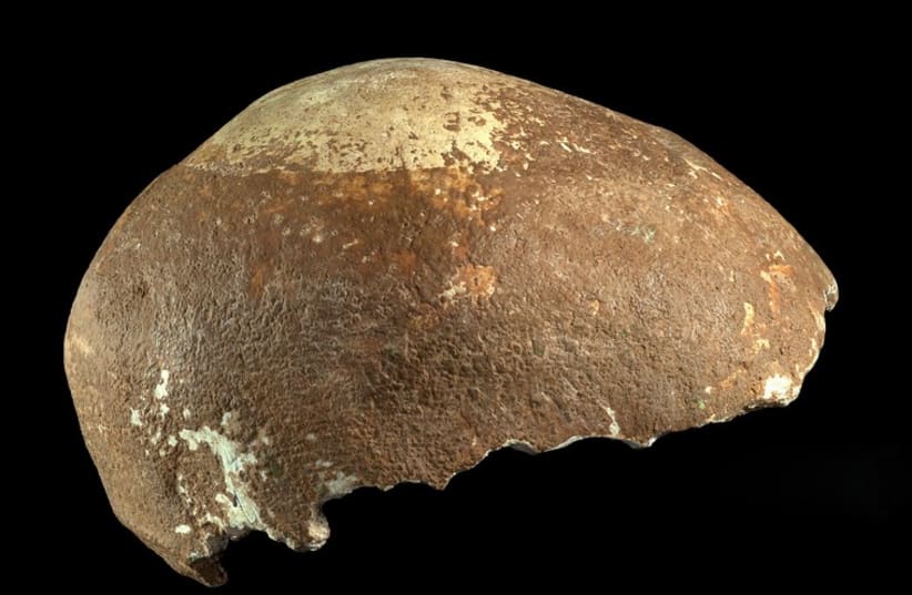  AN IMAGE of the oldest human skull ever found in the Middle East (photo credit: Courtesy)