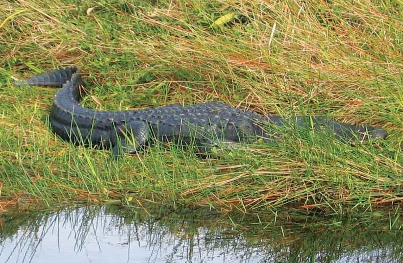 Alligator in the Everglades National Park (photo credit: BEN G. FRANK)