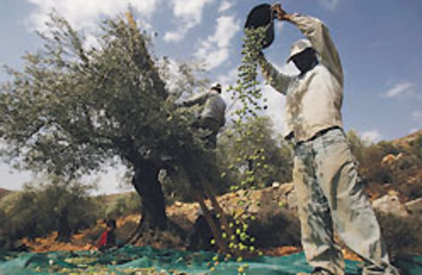 olive harvest 88 248 (photo credit: )