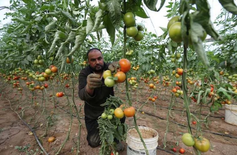 Palestinian farmer picks tomatoes to be exported into Israel, on a farm in Deir El-Balah in the central Gaza Strip. (photo credit: REUTERS)