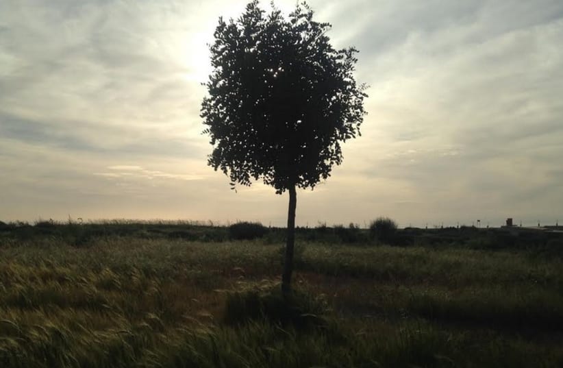 Tree at Park Ariel Sharon (photo credit: NATHAN WISE)
