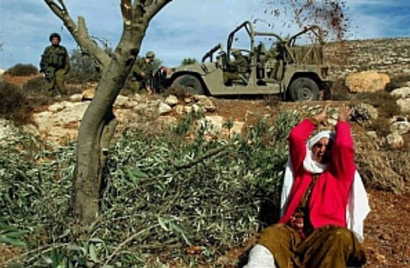 palestinian olive trees  (photo credit: AP)