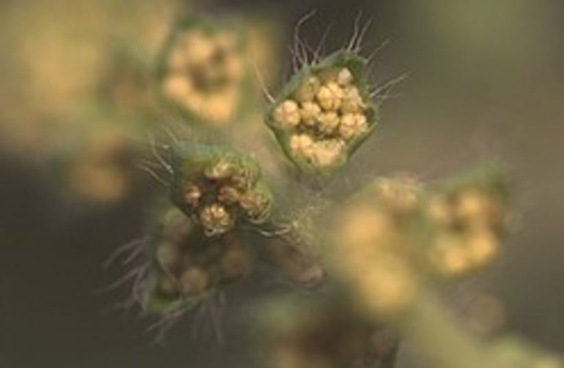 ambrosia pollen 248 88 (photo credit: Courtesy)