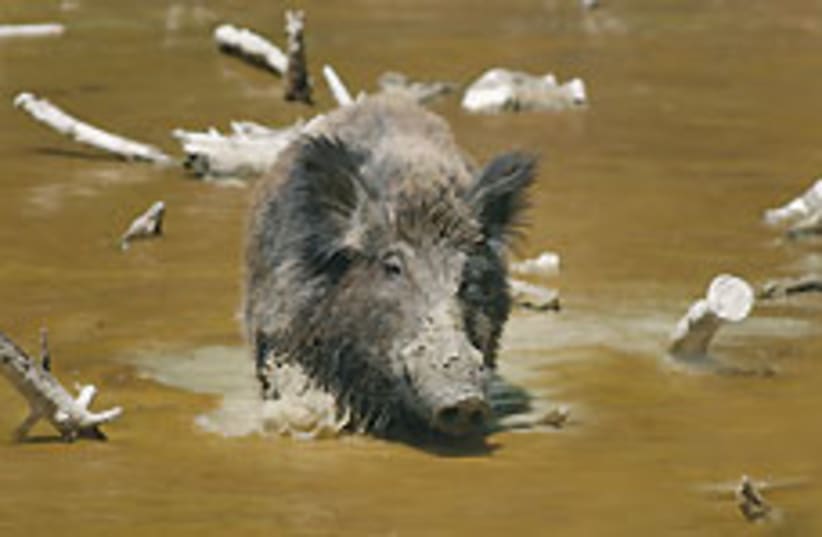 wild boar 88 248 (photo credit: Courtesy)