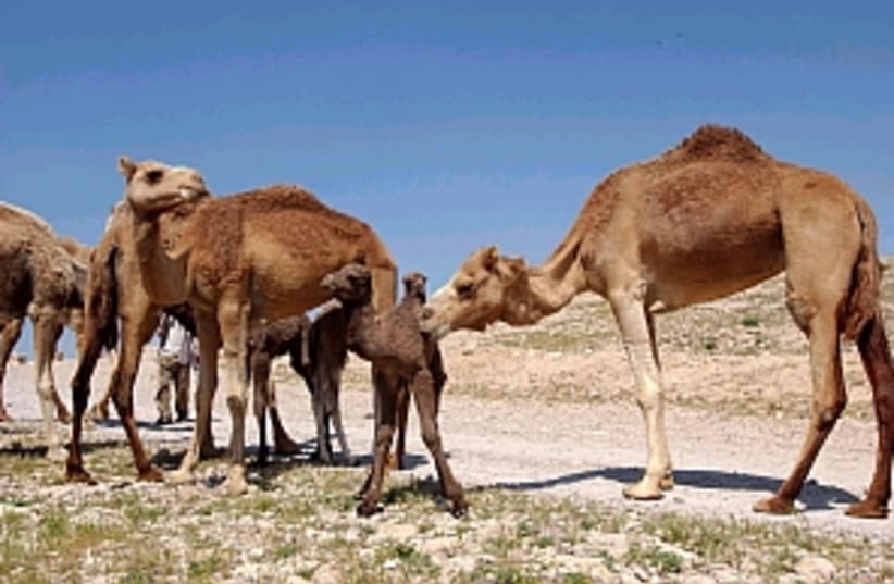 pretty camels 298.88 (photo credit: Ariel Jerozolimski)