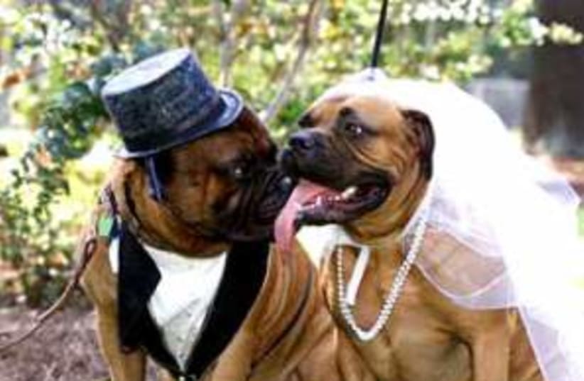 dog wedding 298 ap (photo credit: AP)
