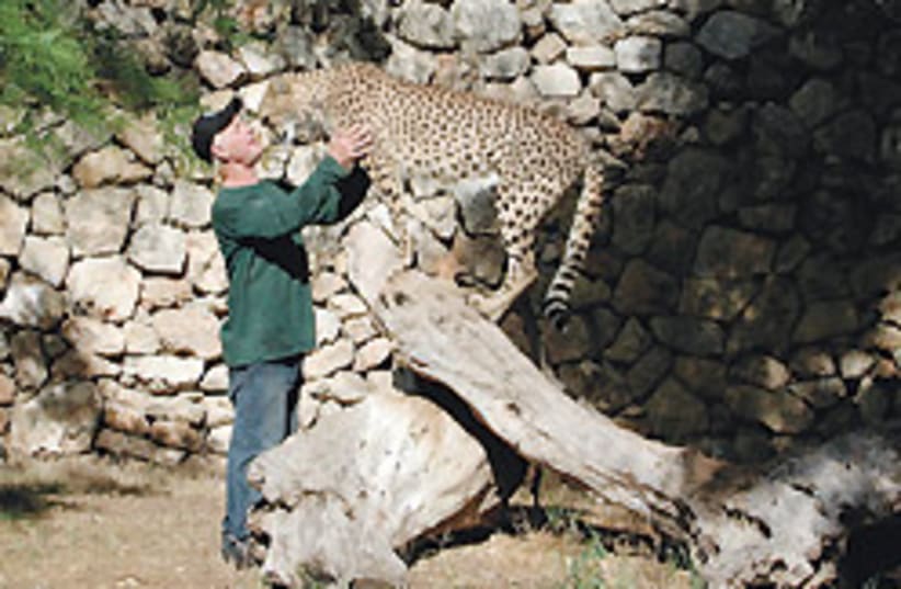 kissing cheetah 88 248 (photo credit: Stuart Winer)