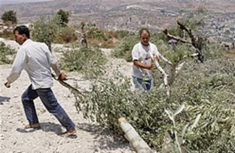 settler riots cut olive trees 248.88 (photo credit: AP)