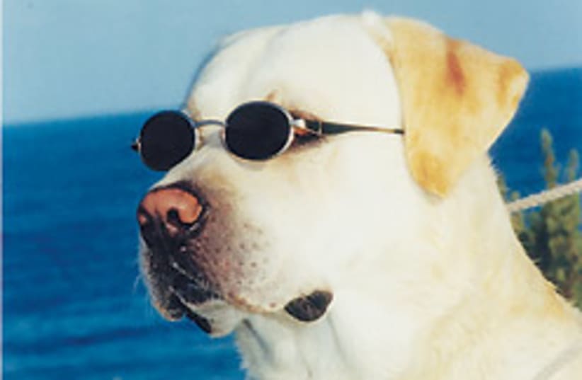 dog with sunglasses 88 248 (photo credit: Courtesy)