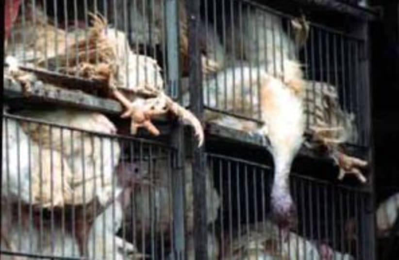 chickens in cages (photo credit: Anonymous for Animal Rights)
