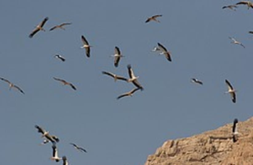 storks desert 248 88  (photo credit: Courtesy International Center for Bird Migration R)