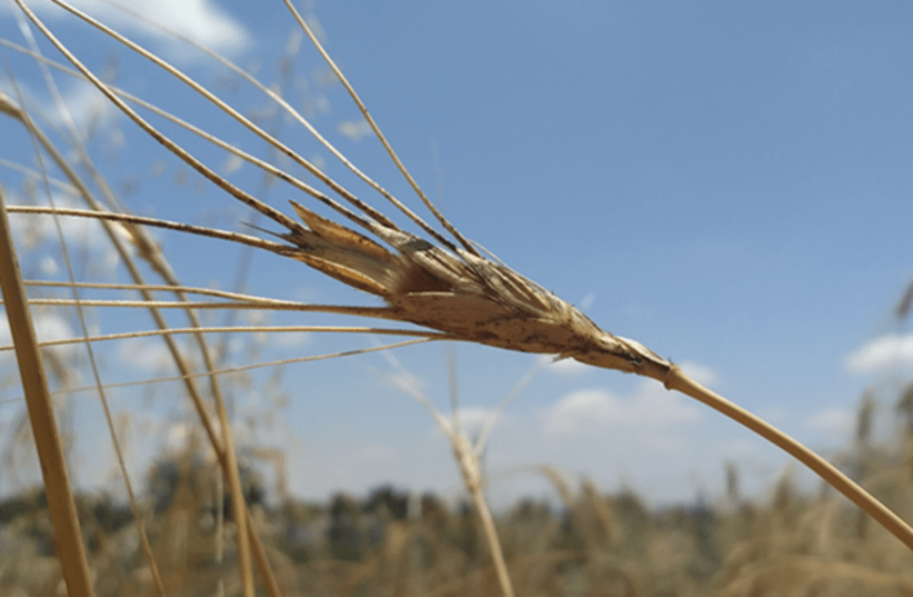 Wild Emmer wheat  (photo credit: RAZ AVNI OF TAU)