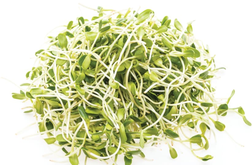 Bean sprouts (photo credit: MRSIRAPHOL - FREEPIK.COM)