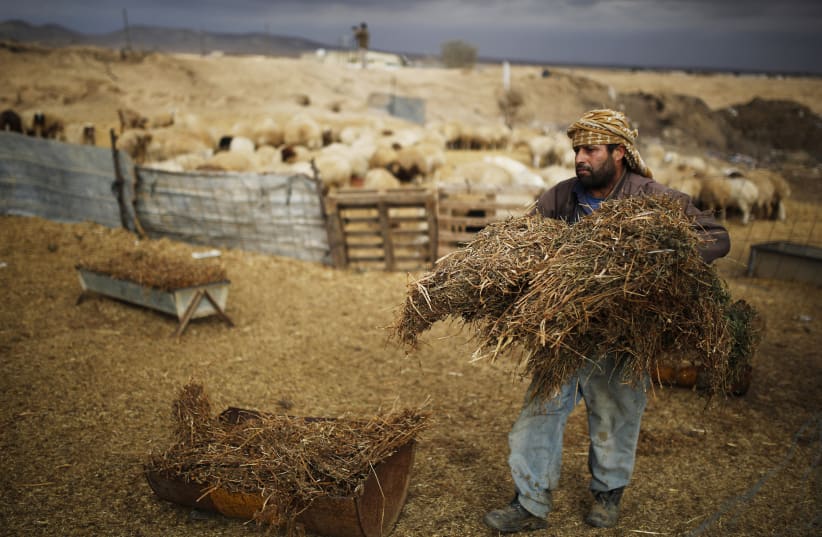 A man carries hay to feed livestock in the Beduin village of Bir Mshash in Israel's southern Negev December 10, 2013. (photo credit: REUTERS)