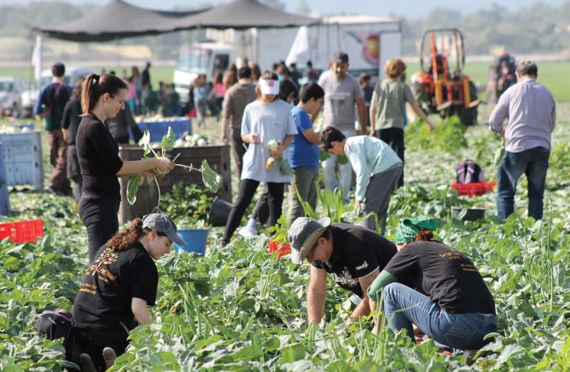 LEKET ISRAEL volunteers pick produce for the needy. (photo credit: COURTESY LEKET ISRAEL)