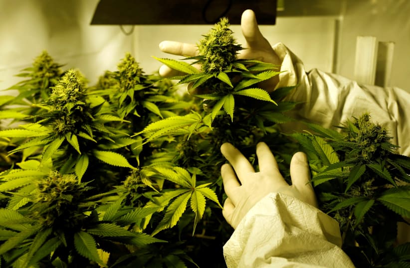 Marijuana plants (photo credit: REUTERS)