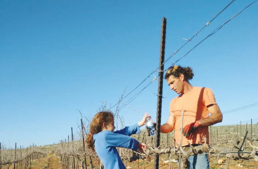 Tzvika Struk pruning his vines with his daughter, Kinneret. (photo credit: Courtesy)