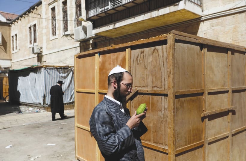 An ultra-Orthodox Jew inspects an etrog (photo credit: REUTERS)