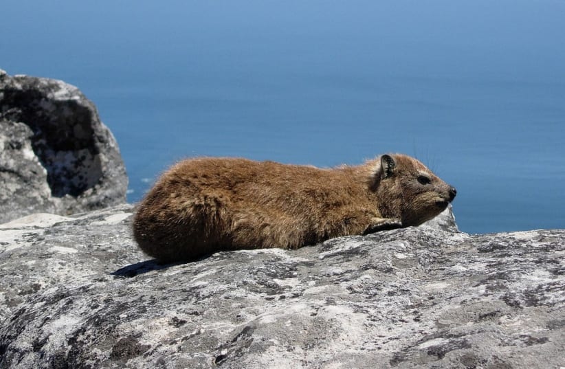 Dassie (Cape Hyrax) photgraphed on Table Mountain, Cape Town in February 2005 by Anthony Steele. The photo was taken on the rocks near the upper cable car station. The sea is visible in the background. (photo credit: Wikimedia Commons)