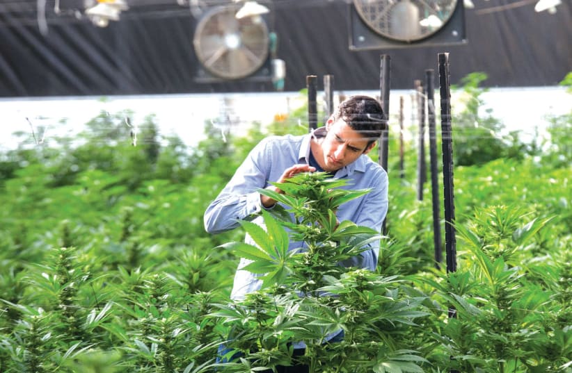 THE BREATH OF LIFE Pharma facility in central Israel may very well be the largest medical cannabis operation in the world – with a 3,250-sq.m. production plant, 2,790 sq.m. of grow rooms and labs, and 93,000 sq.m. of cultivation fields. (photo credit: BREATH OF LIFE PHARMA)