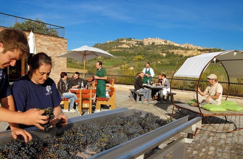  Grape sorting during harvest, as visitors enjoy wine looking on (photo credit: Courtesy)