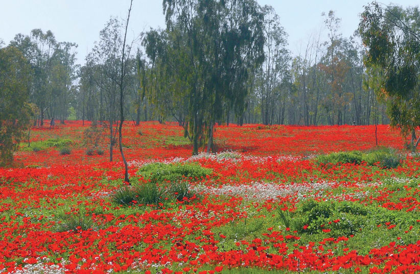 No rain, no flowers: A red carpet of anemones in the Negev’s Shokeda Forest. (photo credit: WIKIMEDIA COMMONS/ZACHI EVENOR)