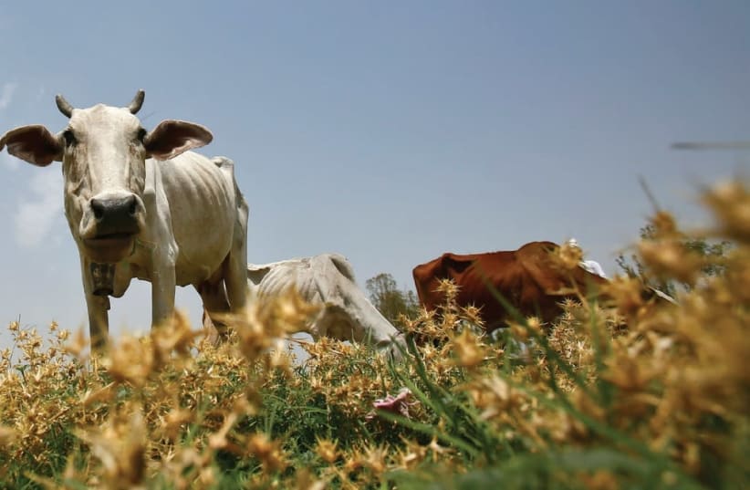 A DAIRY COW grazes in a field in the northern Indian state of Haryana. (photo credit: REUTERS)