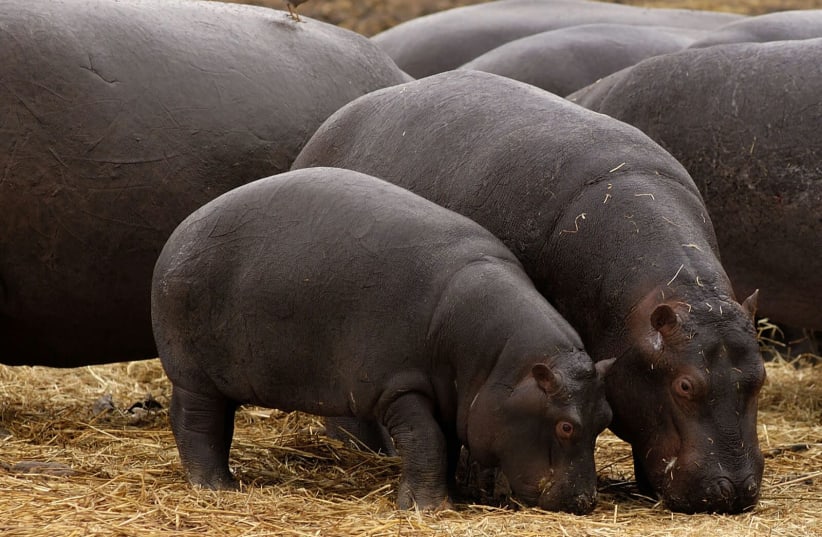 Hippos at the Ramat Gan Safari (photo credit: TIBOR JAGER)