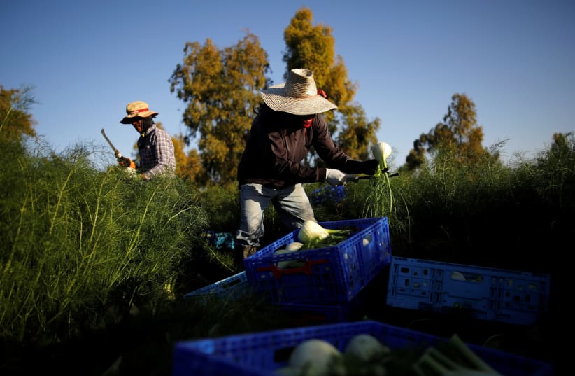 Thai workers collect freshly harvested fennel near Kibbutz Alumim in southern Israel (photo credit: AMIR COHEN - REUTERS)