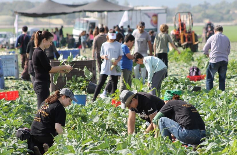 Leket Volunteers Picking Produce for the Needy (photo credit: COURTESY LEKET ISRAEL)