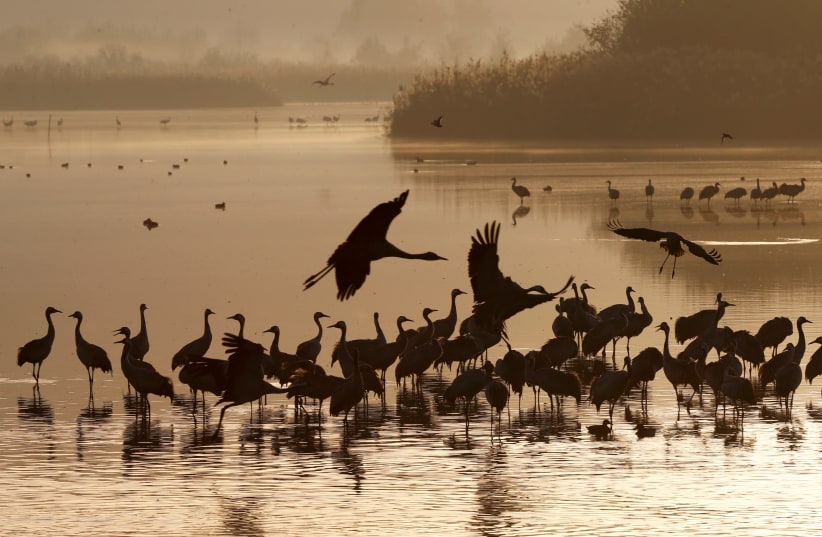 Migrating cranes rest on the Hula Lake Ornithology and Nature Park in northern Israel (photo credit: BAZ RATNER/REUTERS)